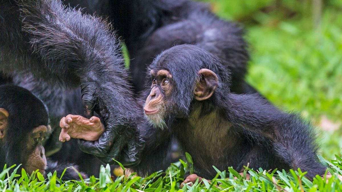 Šimpanzí mamánci svého postavení nelitují